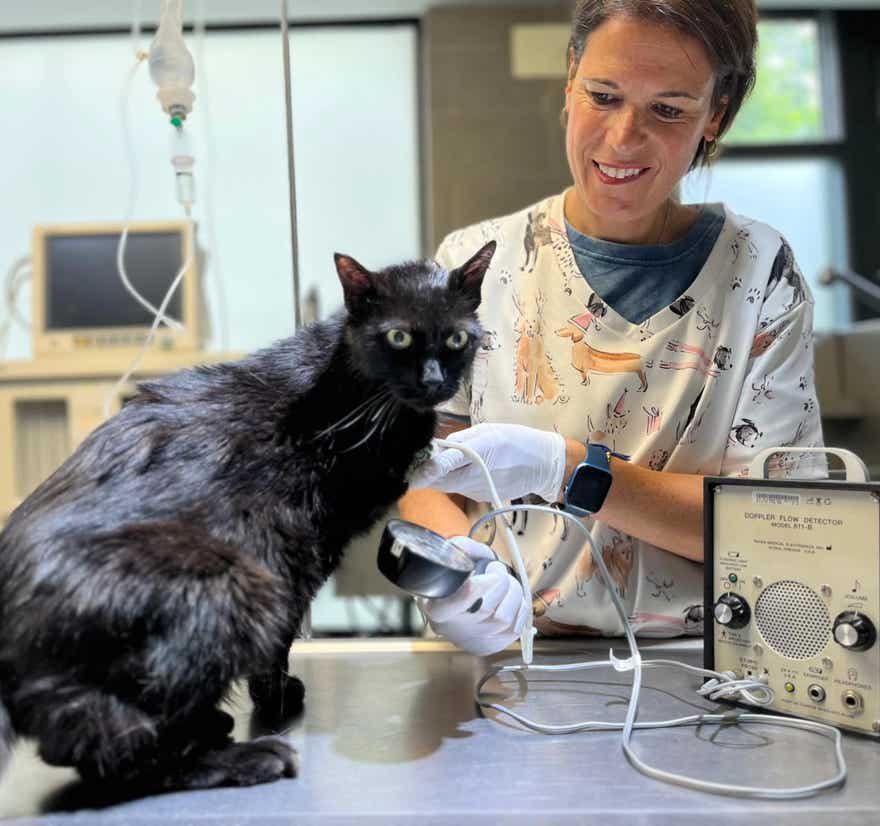 Veterinaria realizando una ecografía doppler a un gato en la clínica veterinaria El Jardín.