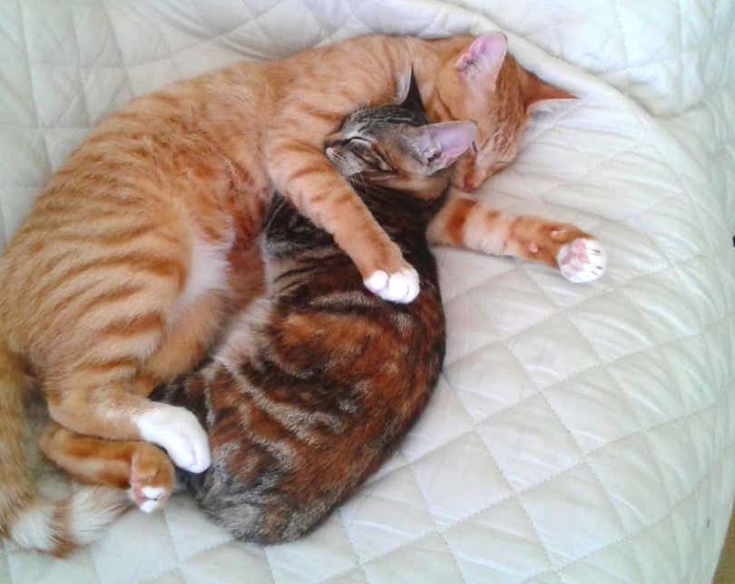 Tierna foto de dos gatos abrazados encima de la cama de sus dueños clínica veterinaria El Jardín
