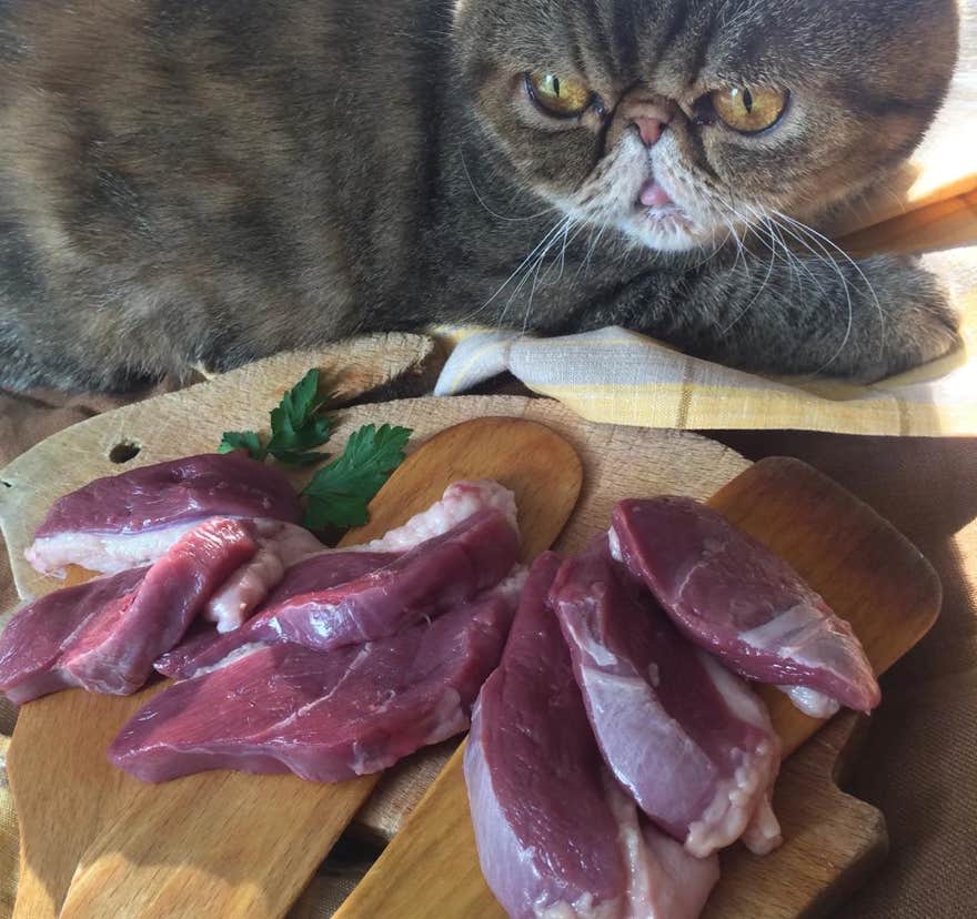 Gato junto con unos trozos de carne cruda como ejemplo de  un tratamiento de nutrición en la clínica veterinaria El Jardín.
