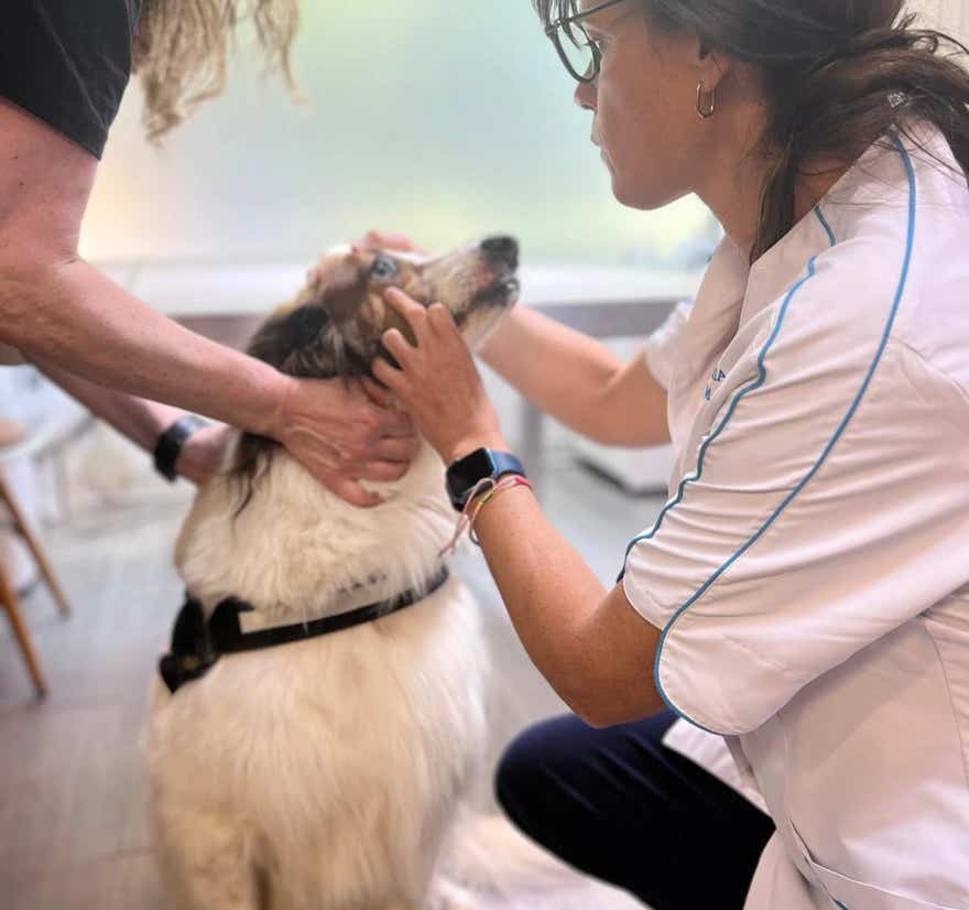 Veterinaria realizando chequeo a un perro en la clínica veterinaria El Jardín.