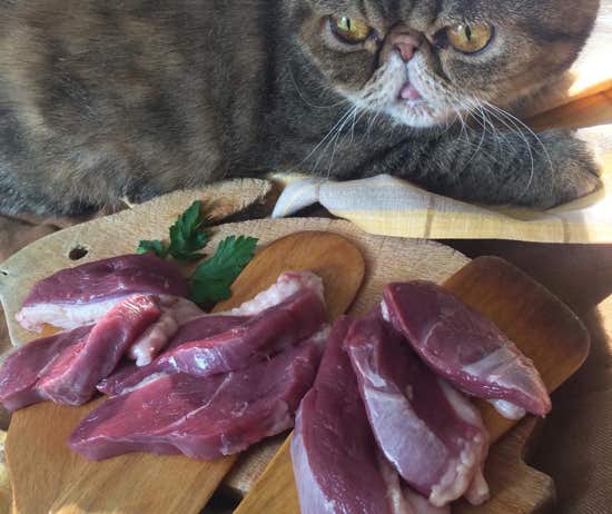 Gato junto con unos trozos de carne cruda como ejemplo de  un tratamiento de nutrición en la clínica veterinaria El Jardín.