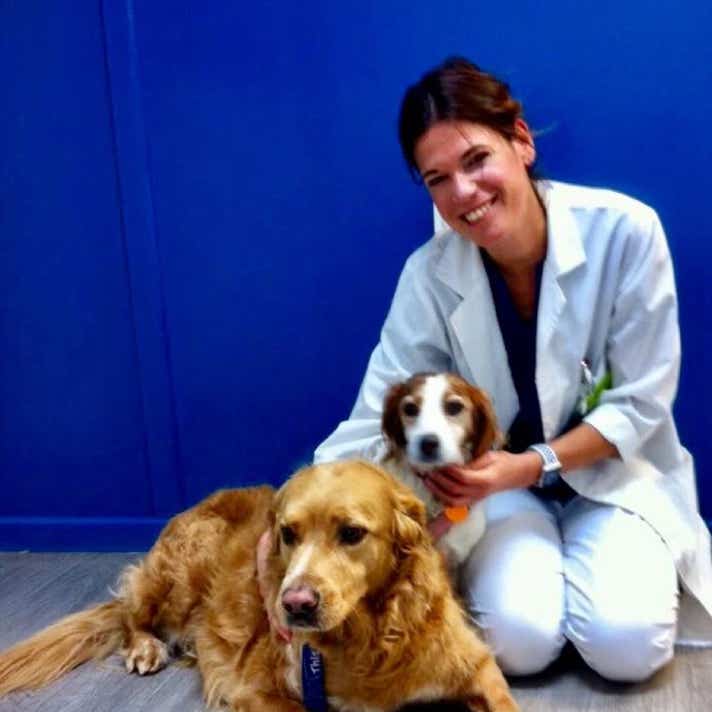 Veterinaria con dos perros, un golden y un setter sentados en el suelo en la clínica veterinaria El Jardín.