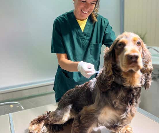 Veterinaria poniendo una vacuna a un perro en la clínica veterinaria El Jardín.