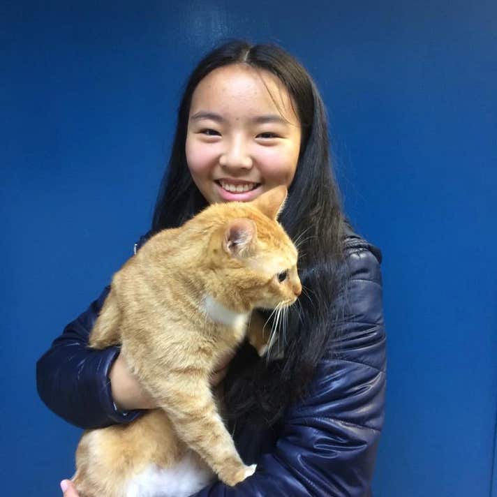 Niña con un gato común europeo marrón en brazos en la clínica veterinaria El Jardín.