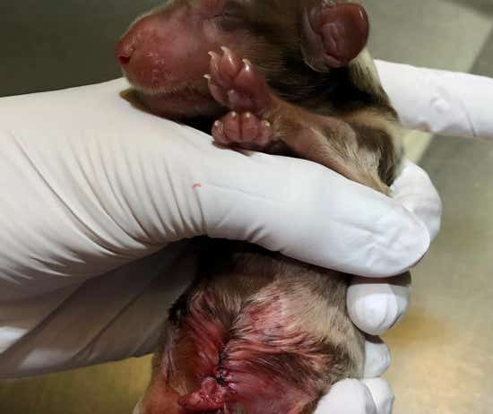 Teckel macho recién nacido tras haberle practicado una cirujía en la clínica veterinaria El Jardín.