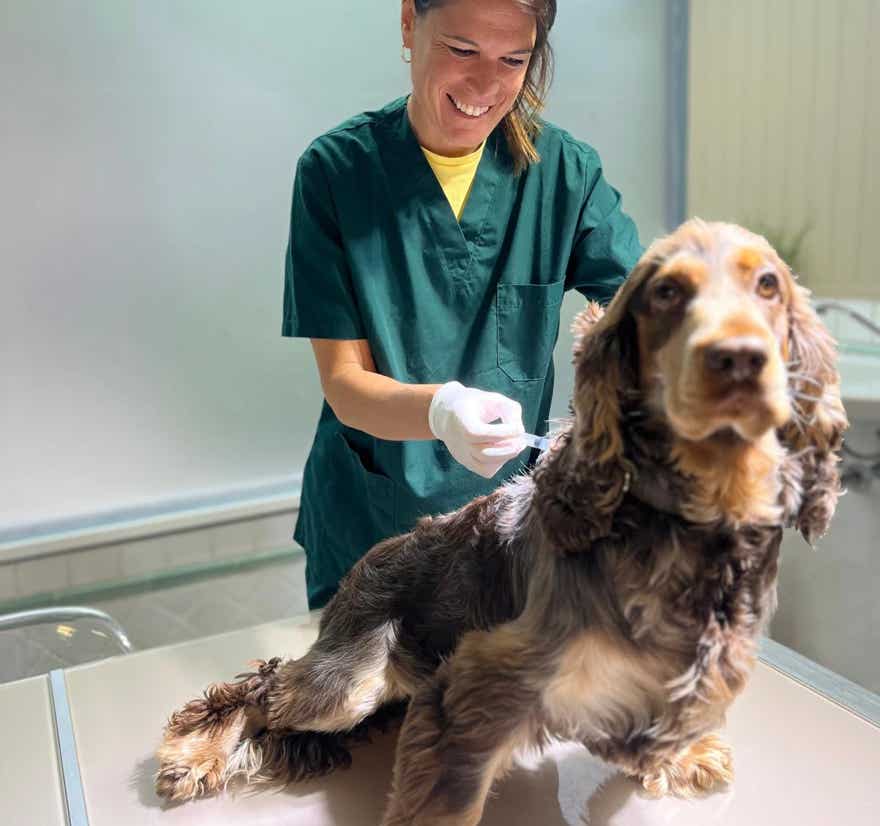Veterinaria poniendo una vacuna a un perro en la clínica veterinaria El Jardín.