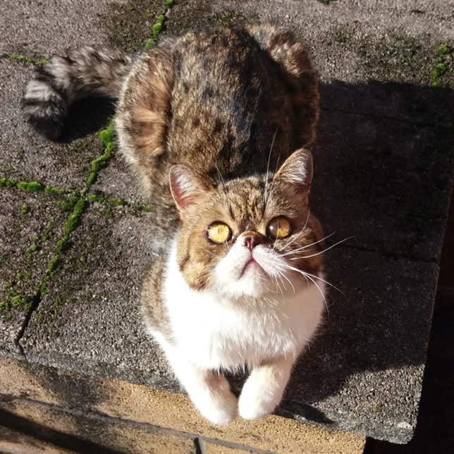 Gato persa gracioso mirando hacia arriba clínica veterinaria El Jardín