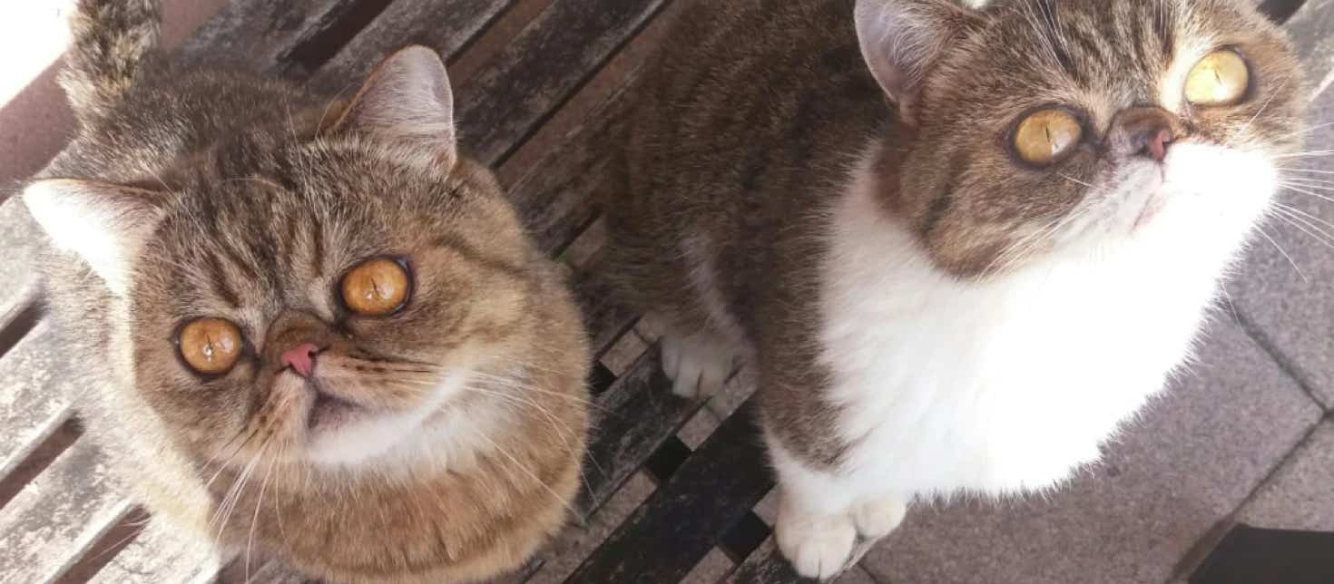 Gatos persas simpáticos mirando al fotógrafo clínica veterinaria El Jardín