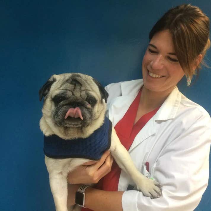 Veterinaria con un perro carlino en brazos en la clínica veterinaria El Jardín.