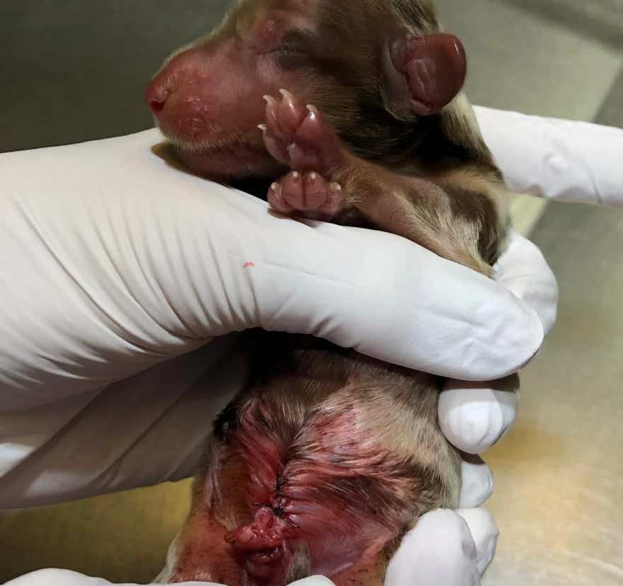 Teckel macho recién nacido tras haberle practicado una cirujía en la clínica veterinaria El Jardín.