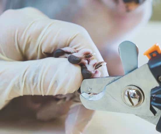 Veterinaria cortando las uñas a un gato en la clínica veterinaria El Jardín.