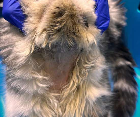 Gato con una afección cutánea que está siendo tratado en la clínica veterinaria El Jardín.