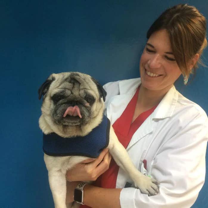 Veterinaria con un perro carlino en brazos en la clínica veterinaria El Jardín.