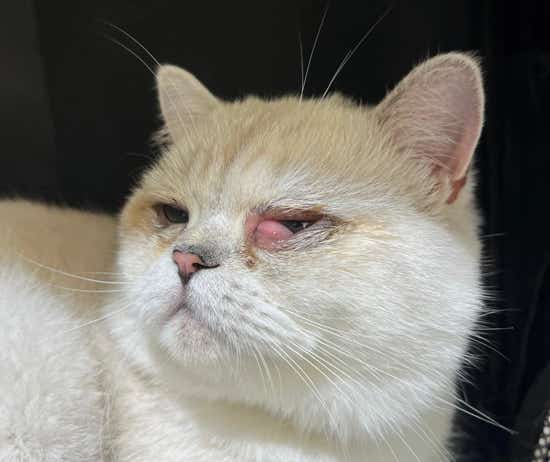 Gato con una afección ocular que está siendo tratado en la clínica veterinaria El Jardín.