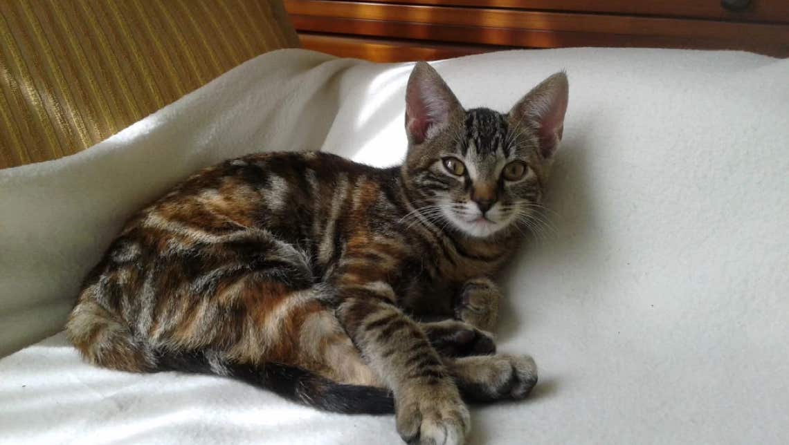 Gato común europeo tumbado  en su manta blanca clínica veterinaria El Jardín
