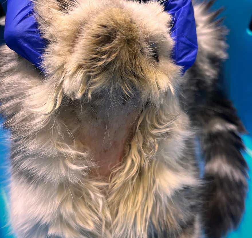 Gato con una afección cutánea que está siendo tratado en la clínica veterinaria El Jardín.