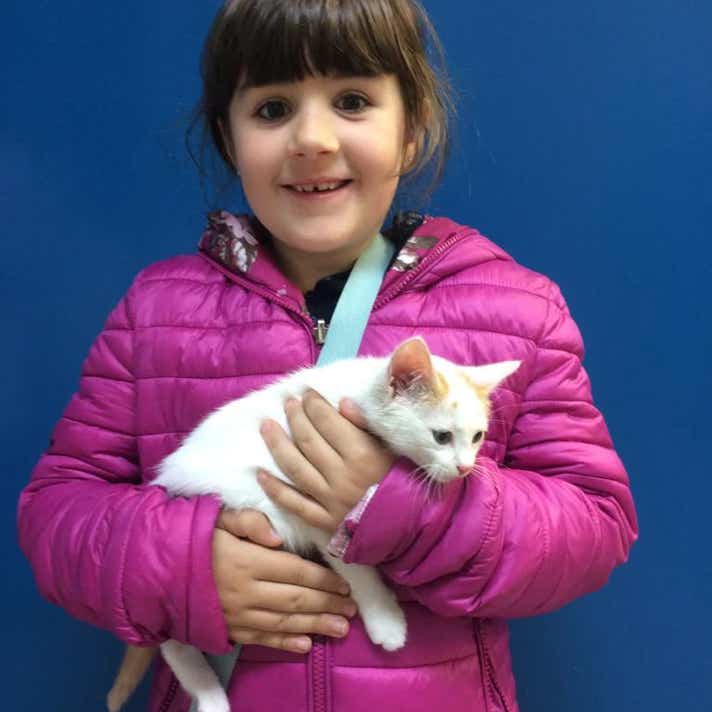 Niña con un gato común europeo blanco blanco en brazos en la clínica veterinaria El Jardín.