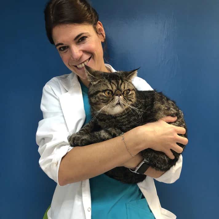 Veterinaria con un gato persa de pelo corto en brazos en la clínica veterinaria El Jardín.