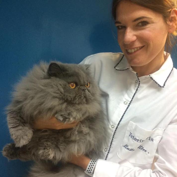 Veterinaria con un gato persa de pelo largo gris en brazos en la clínica veterinaria El Jardín.